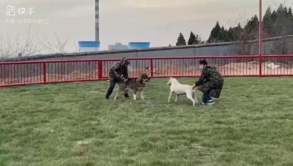 谁说中亚猎狼不能打跨犬种?——猎狼vs库达哔哩哔哩bilibili