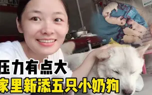 下载视频: 【广西玉林 · 农村生活】家里的狗子生崽了，5只小奶狗，超级可爱！养家压力有点大呀！