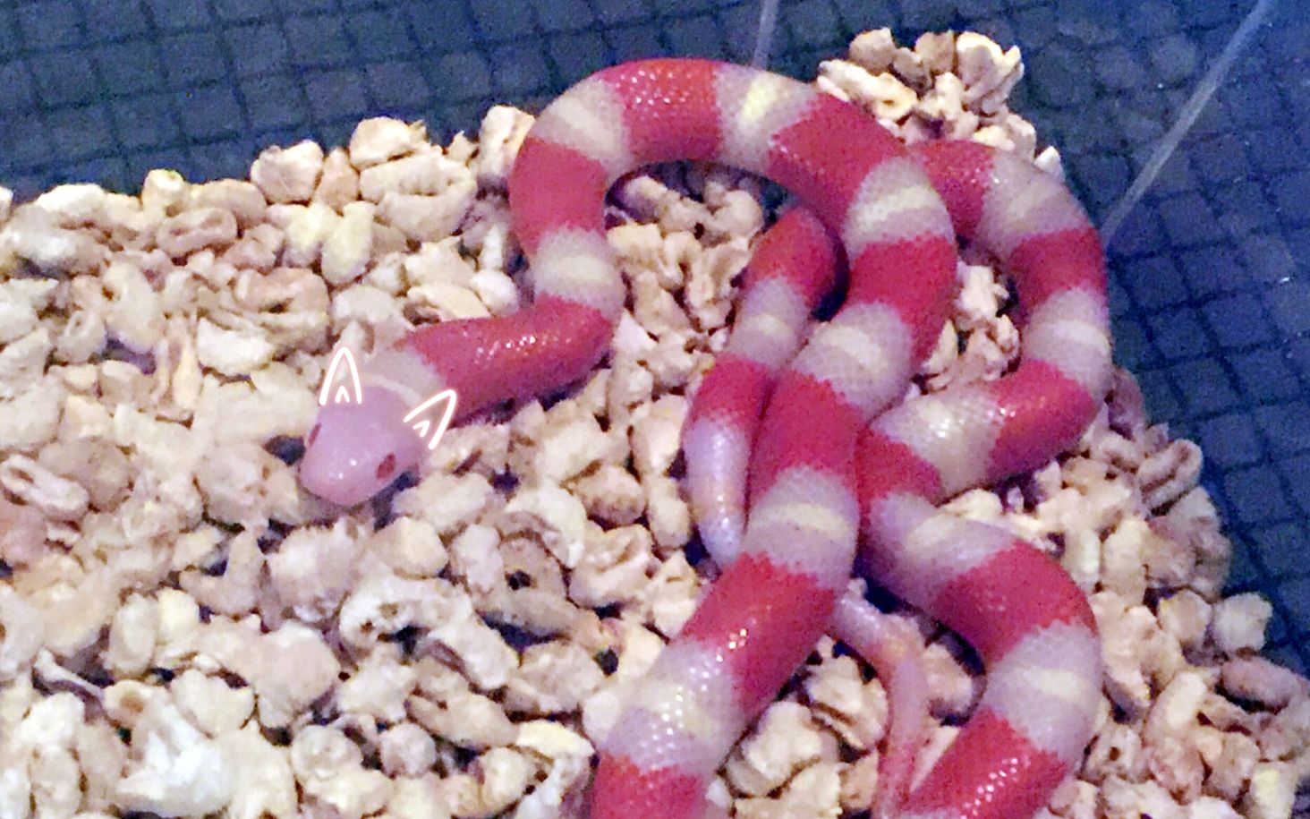 警察蜀黍别抓我