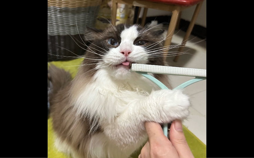 seven,但是阿米猫