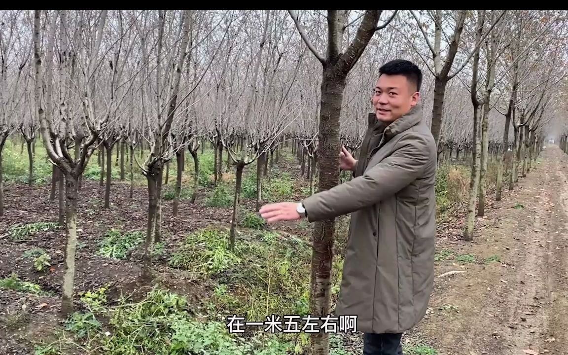 早樱 花量大花期早的樱花树 日本早花期樱花 白色风色早春一月二月开放哔哩哔哩bilibili