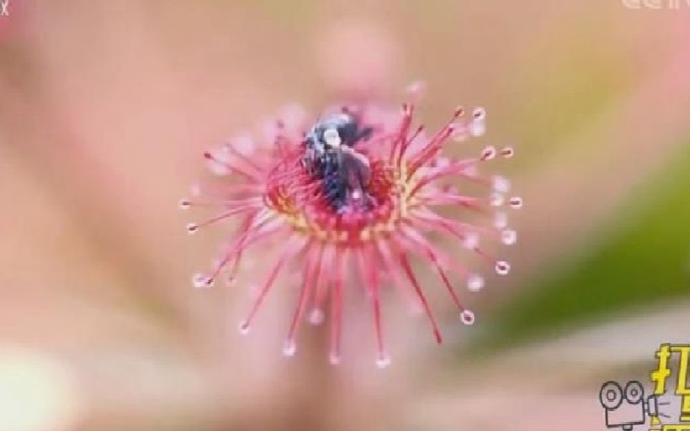 【博物杂志207期】漂亮的食虫植物匙叶茅膏菜哔哩哔哩bilibili