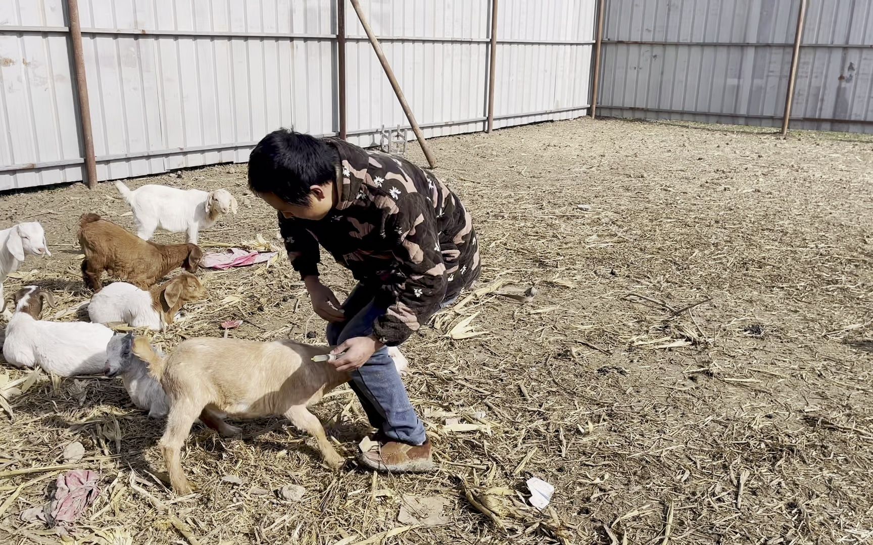 李磊发现家里的小羊羔拉稀,赶紧给它配药打针,抓个羊追了半小时