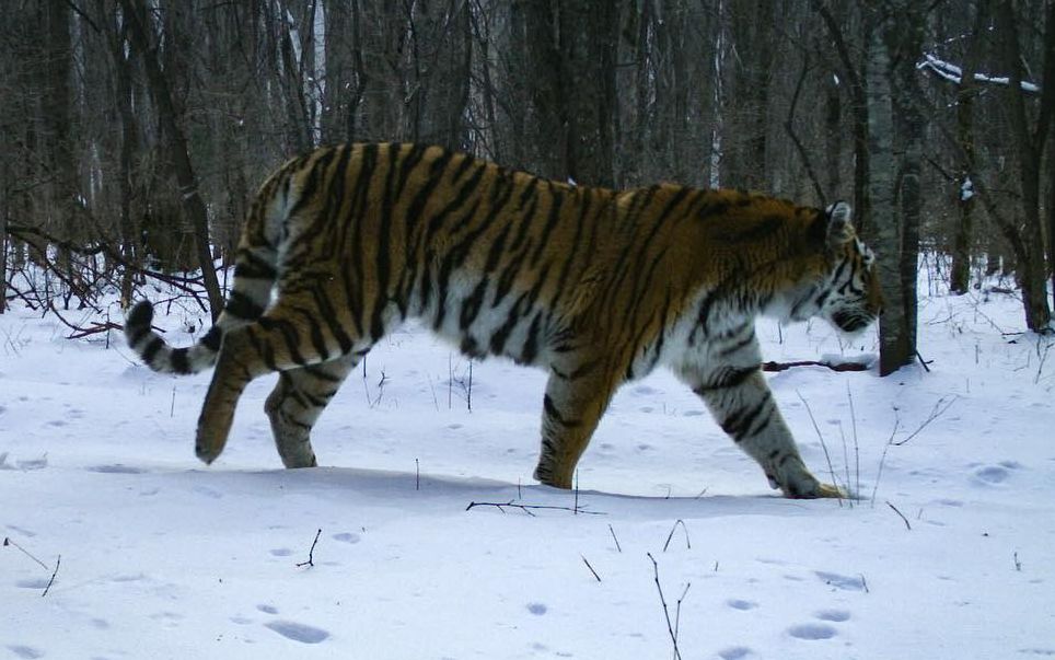 一只雌性东北虎在雪地里行走_哔哩哔哩 (゜-゜)つロ 干杯~-bilibili