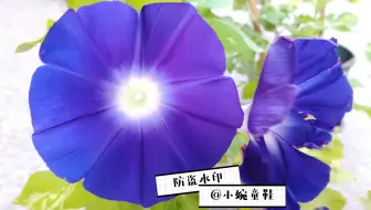 21 4 22 自育朝颜 青乱菊叶藤色吹雪覆轮乱菊石畳咲 哔哩哔哩 Bilibili