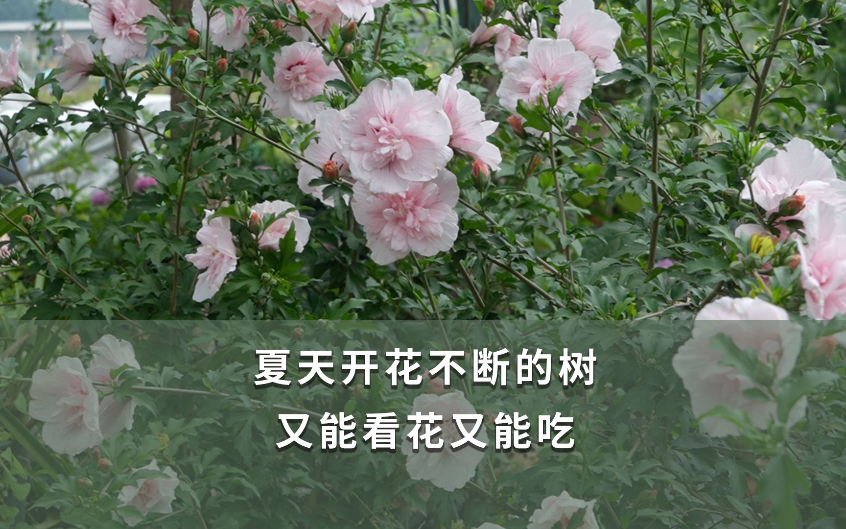 夏天开花不断地树,又能看花又能吃哔哩哔哩bilibili