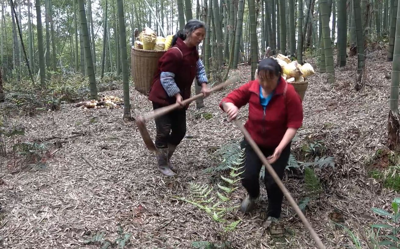 农村小英子:农村妯娌上山挖春笋,转了几片山头,2人都满载而归哔哩哔哩bilibili