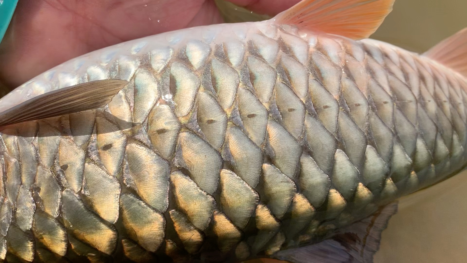 这条鱼真漂亮,鳞片发金色