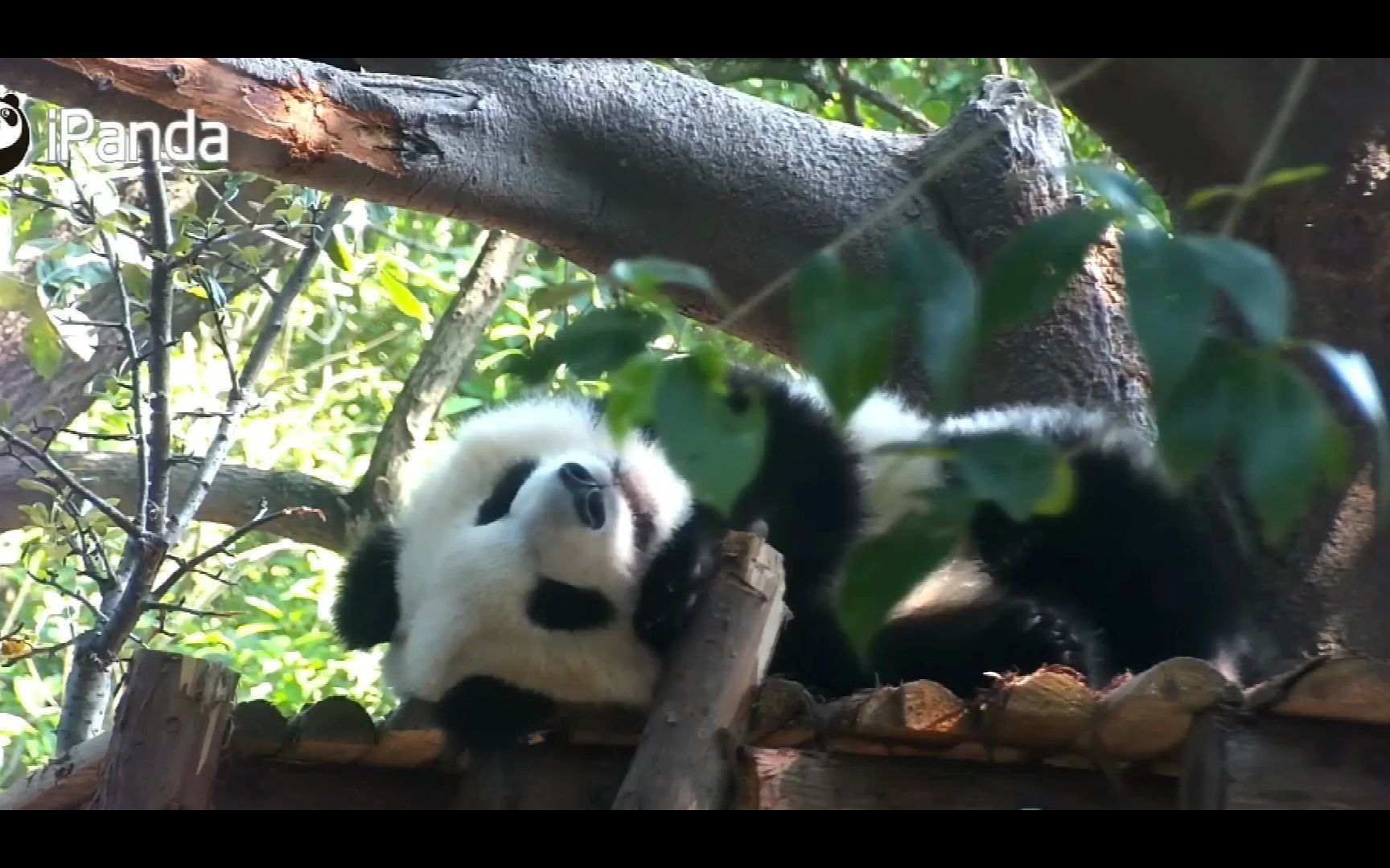 大熊猫成浪浪花挠痒啃楼梯