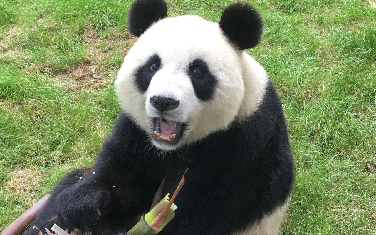 【妙音】滚滚享受的吃完一根完整的大竹笋 妙音:lai妈,再来一根!