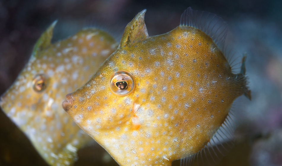 粗皮鲀rudarius ercodes