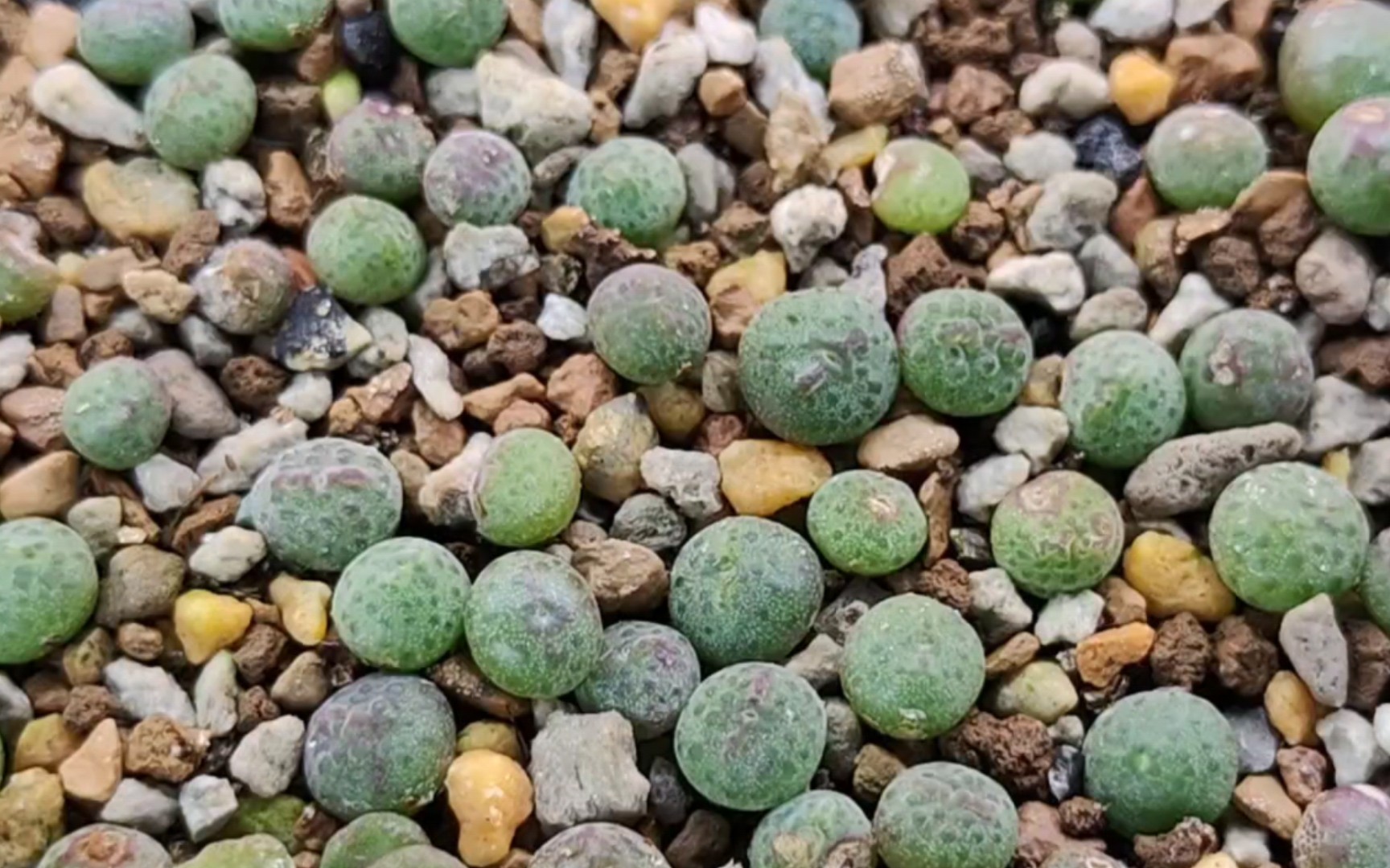 肉锥:21043 marginatum cr1133红顶斑马