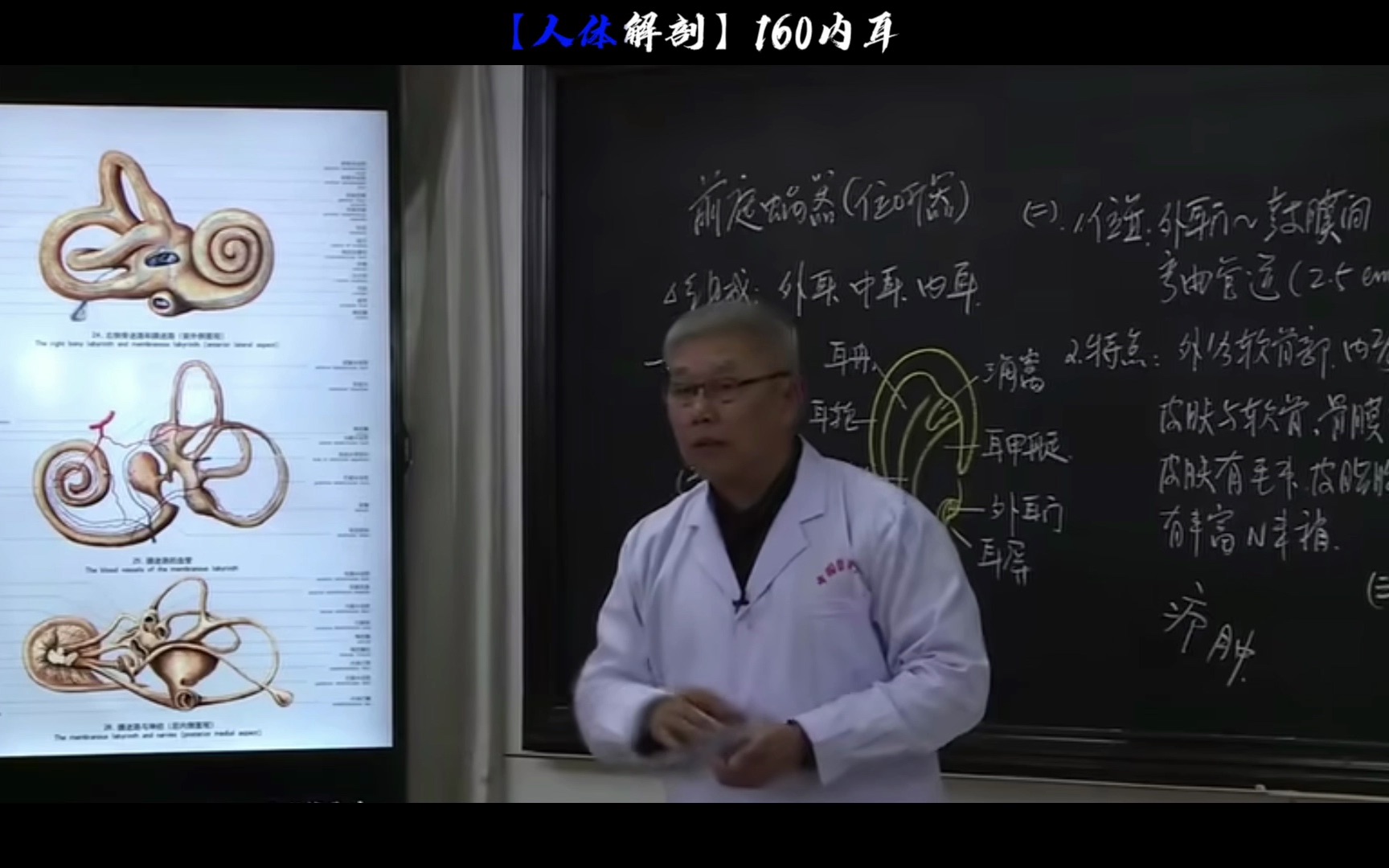 【人体解剖】160内耳哔哩哔哩bilibili