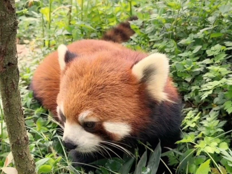 【小熊猫】咬一口小熊猫的耳朵