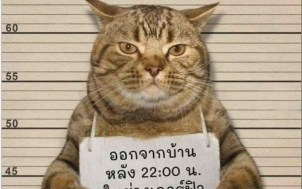进监狱的猫图片图片
