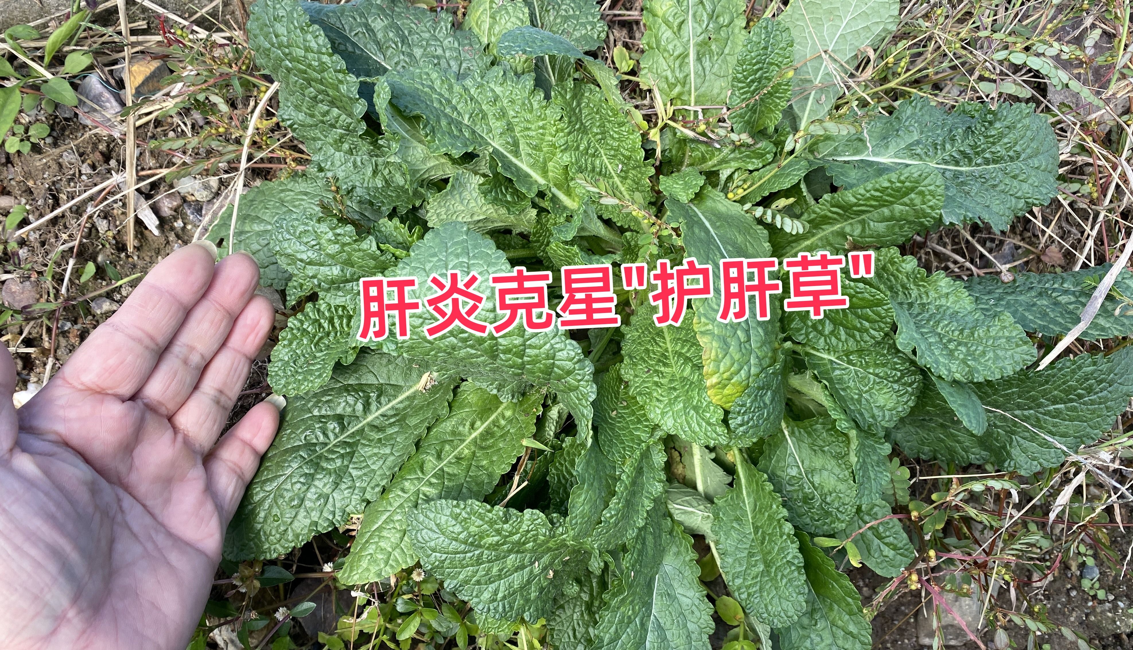 生长在田埂上的"护肝草",没想到用途如此强大,赶紧来了解一下