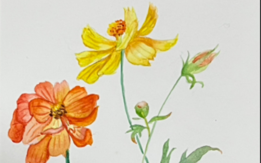 临摹了一张波斯菊水彩画