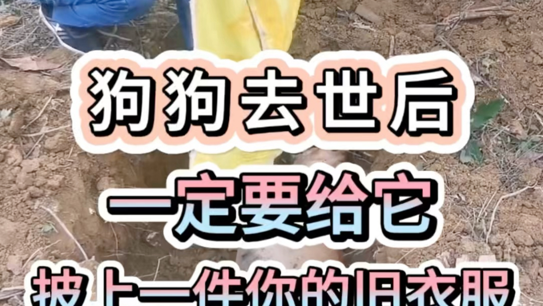 狗狗去世后，一定要给它披上一件你的旧衣服！