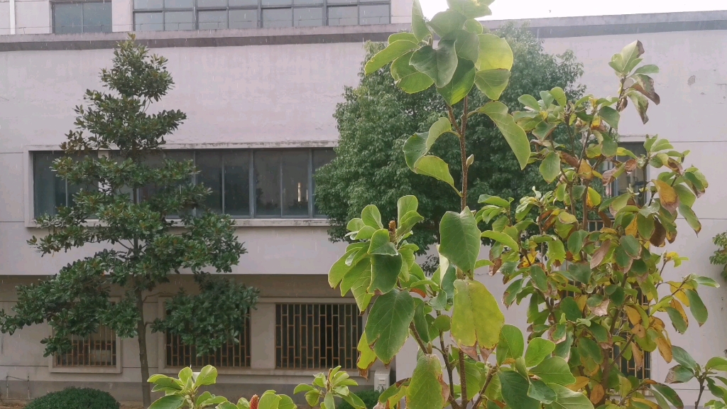 [图]下雨了，小雨滴滴答