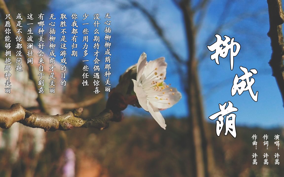 【许嵩 ‖ 柳成荫 ‖ 樱桃花开】无心插柳柳成荫那种美丽,谁不期待?