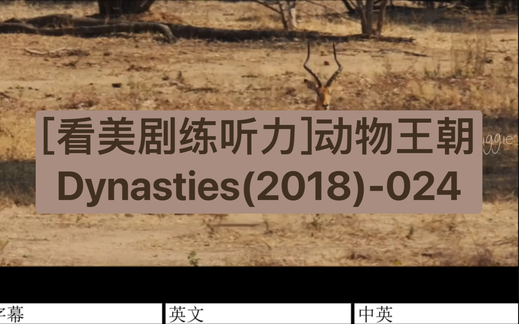 [图][看美剧练听力]动物王朝Dynasties(2018)-024