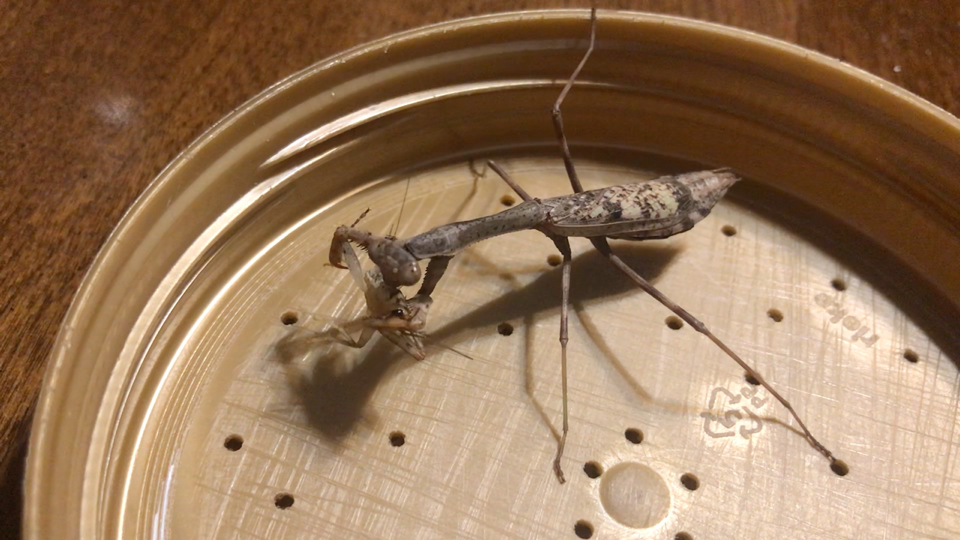 卡罗短翅螳捕食蟋蟀