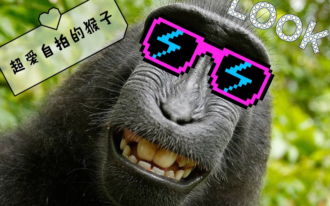 超爱自拍的猴子,你见过吗
