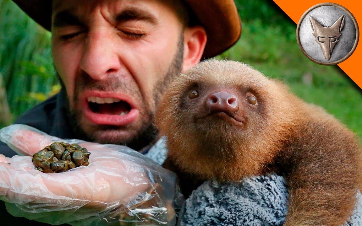 【树懒】帮助树懒来拉屎 --- 带中字