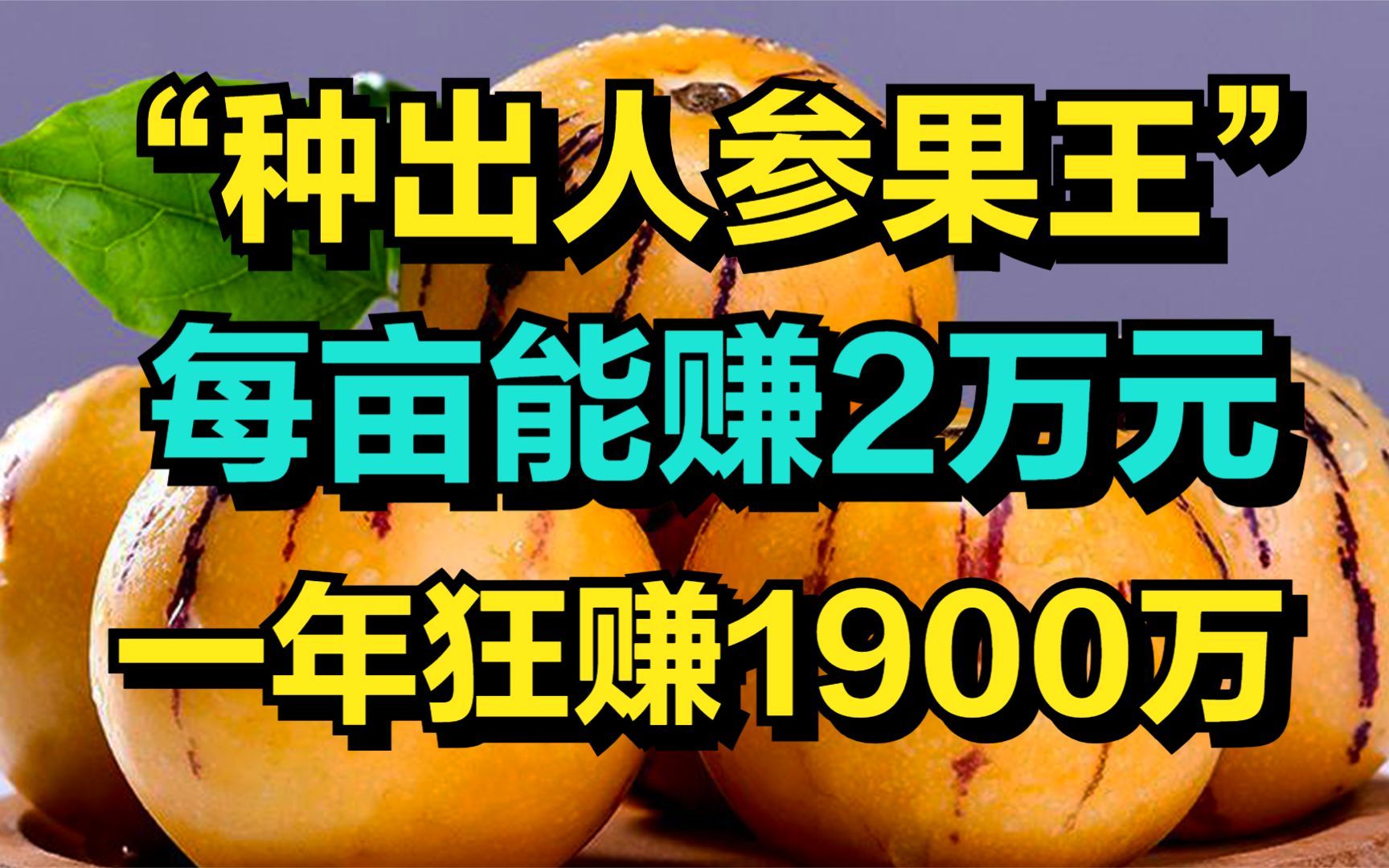 男子种出人参果王,每亩地能赚2万元,一年狂赚1900万元!哔哩哔哩bilibili