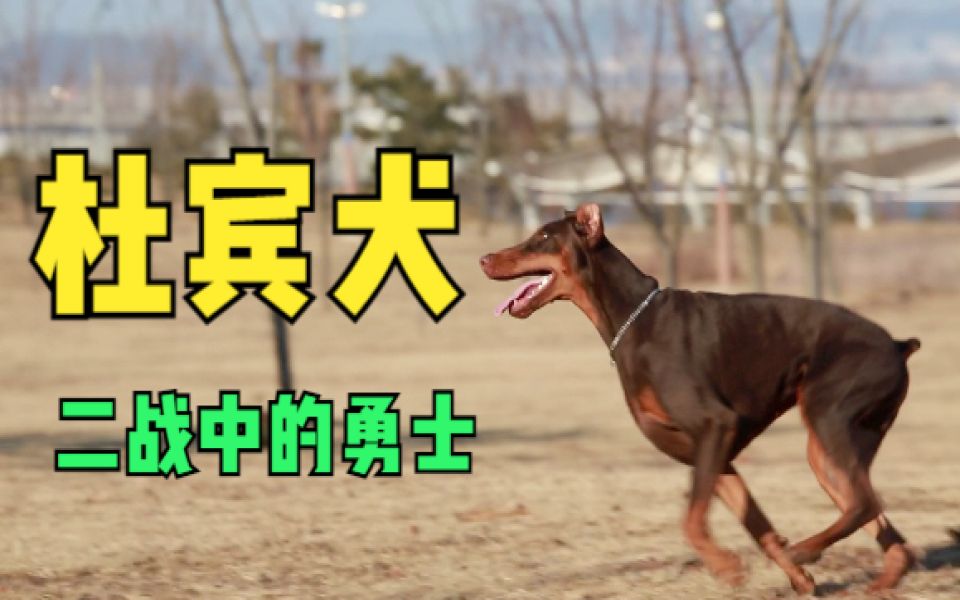 最知名的警犬品种杜宾!曾参与过二战,并获得辉煌战果?【狗狗故事】哔哩哔哩bilibili