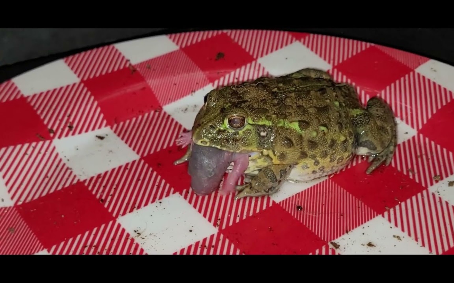 活动  尖叫的老鼠被青蛙吃掉