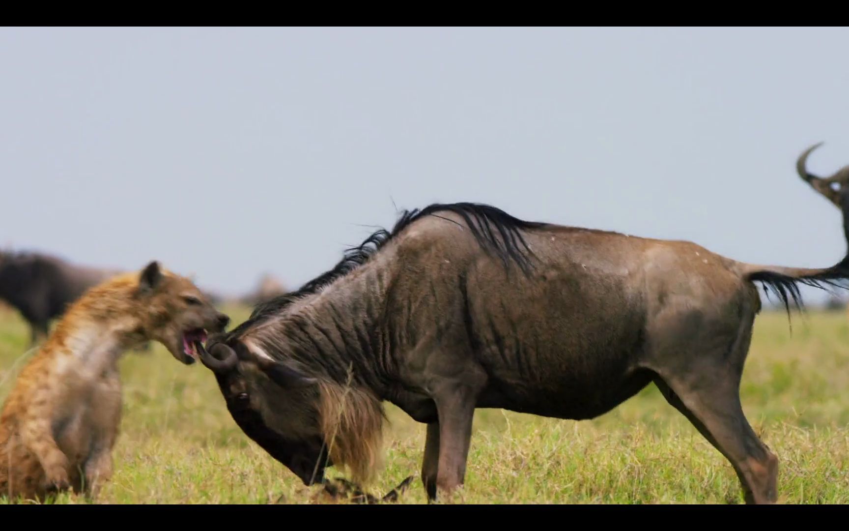 角马救子:角马妈妈英勇地从猎狗口中救下孩子,决不放弃