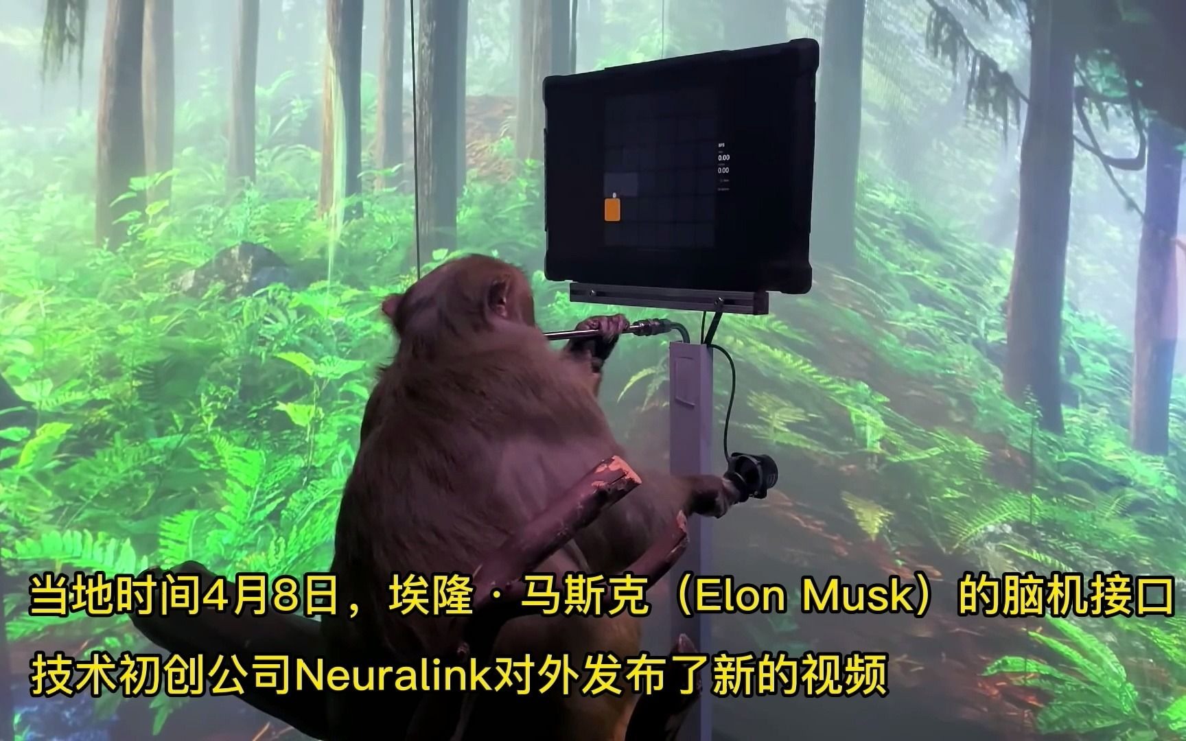 活动作品马斯克的脑机试验猴子玩电脑游戏