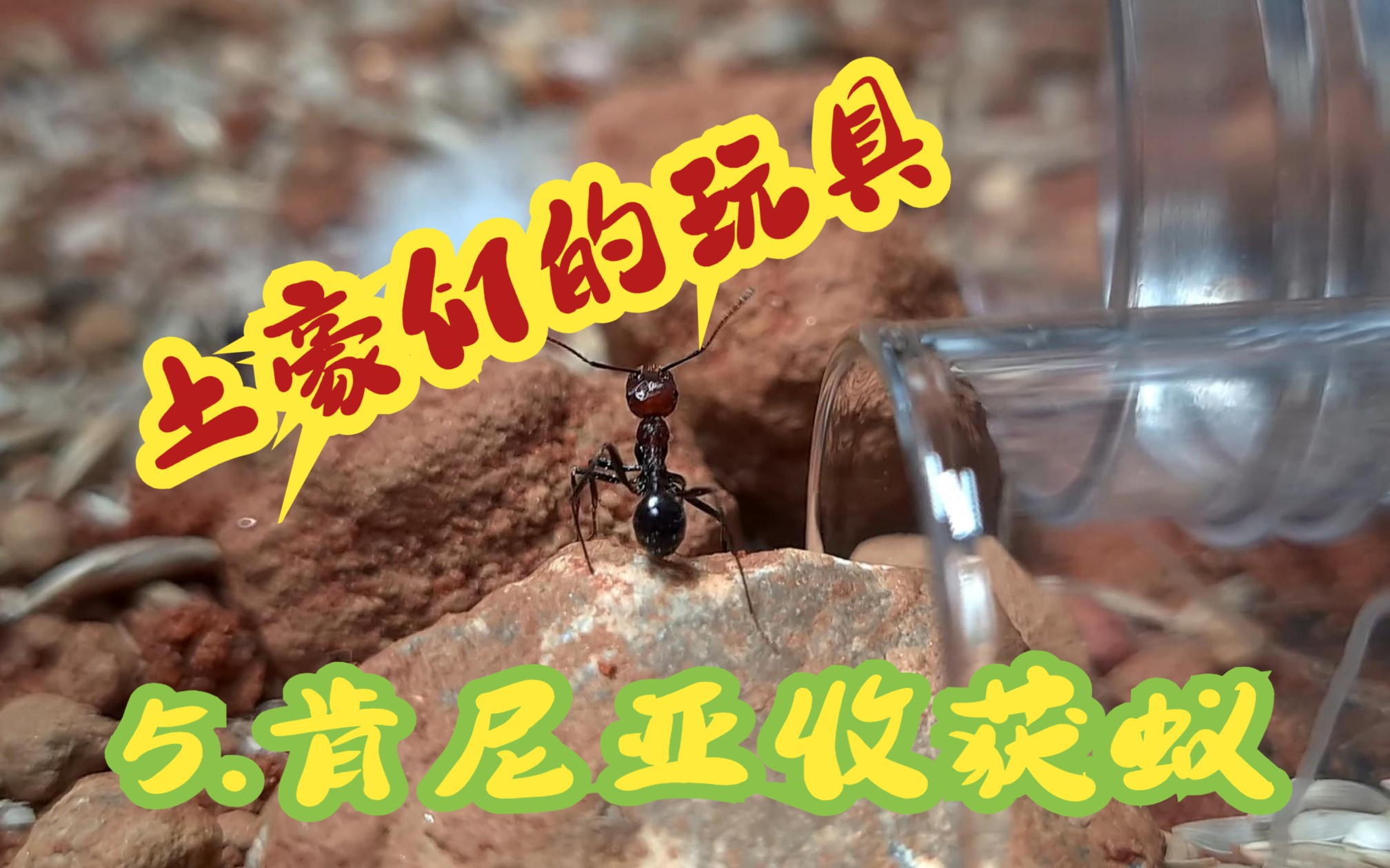 知道什么叫做豪蚁么?5.肯尼亚收获蚁(Messor cephalotes)ⷥ𗨩斦”𖨎𗨚哔哩哔哩bilibili