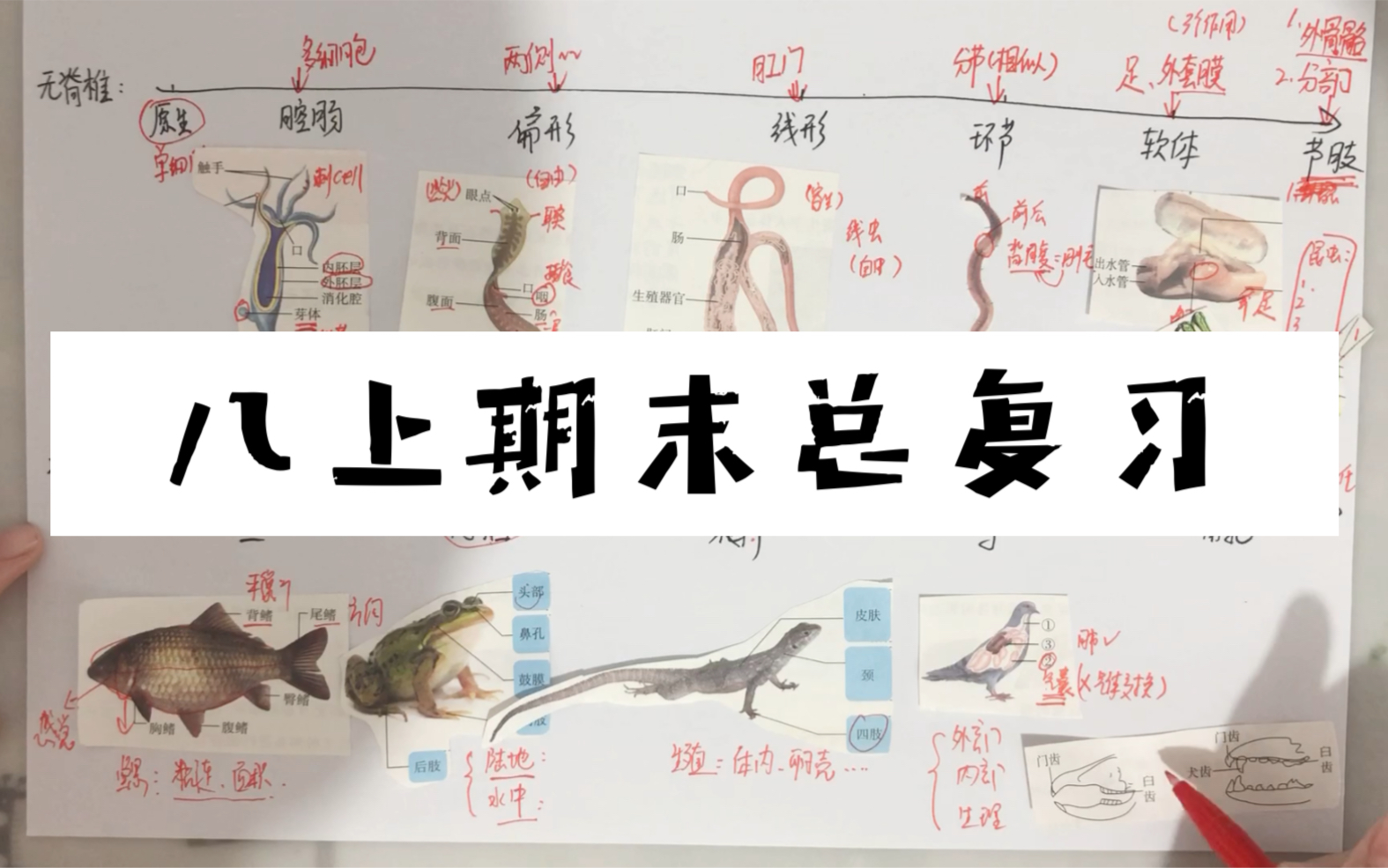 [图]【初中生物】人教八上期末总复习（齐）