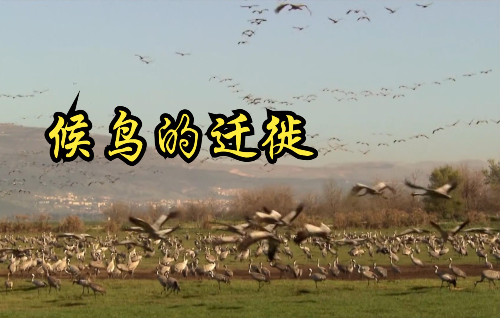 [图]【德国】【纪录片】候鸟的迁徙 Migration of migratory birds