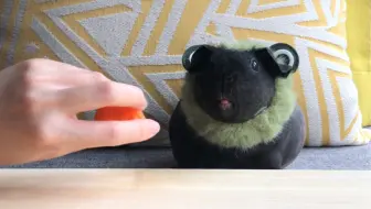 小猪要饭 哔哩哔哩 Bilibili