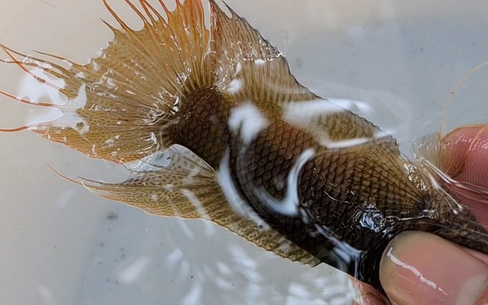 中国斗鱼 东兴黑叉