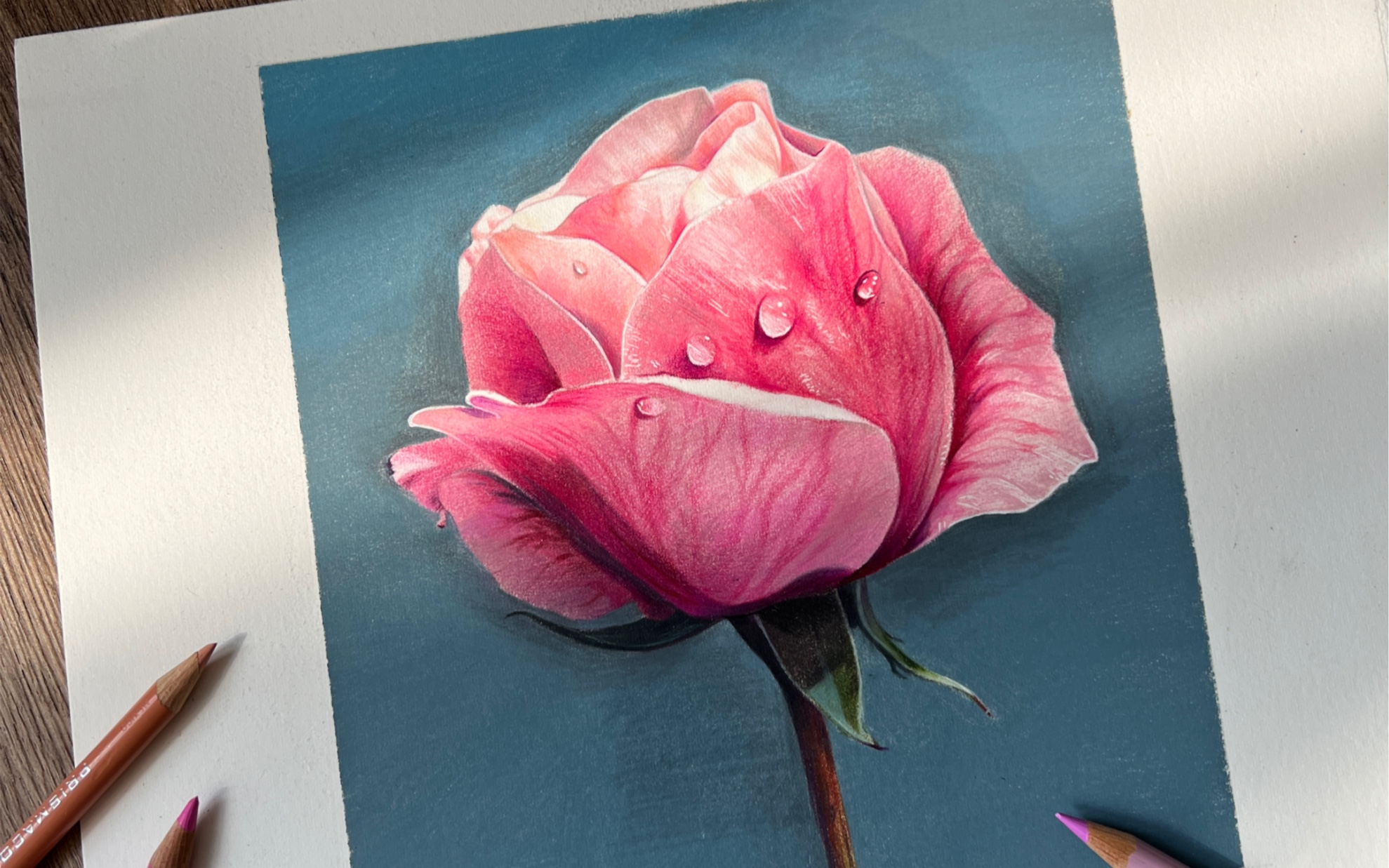 【彩铅手绘】水滴粉玫瑰过程分享～_哔哩哔哩_bilibili