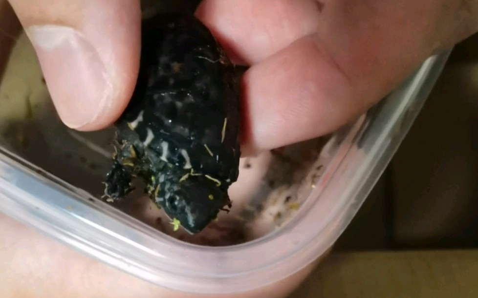 疫情关店前最后送达的墨蛋开箱_哔哩哔哩_bilibili