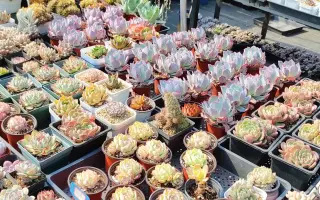 可食用多肉植物 哔哩哔哩 Bilibili