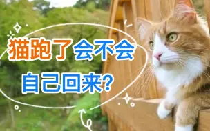 Download Video: 猫跑了会不会自己回来？.mp4