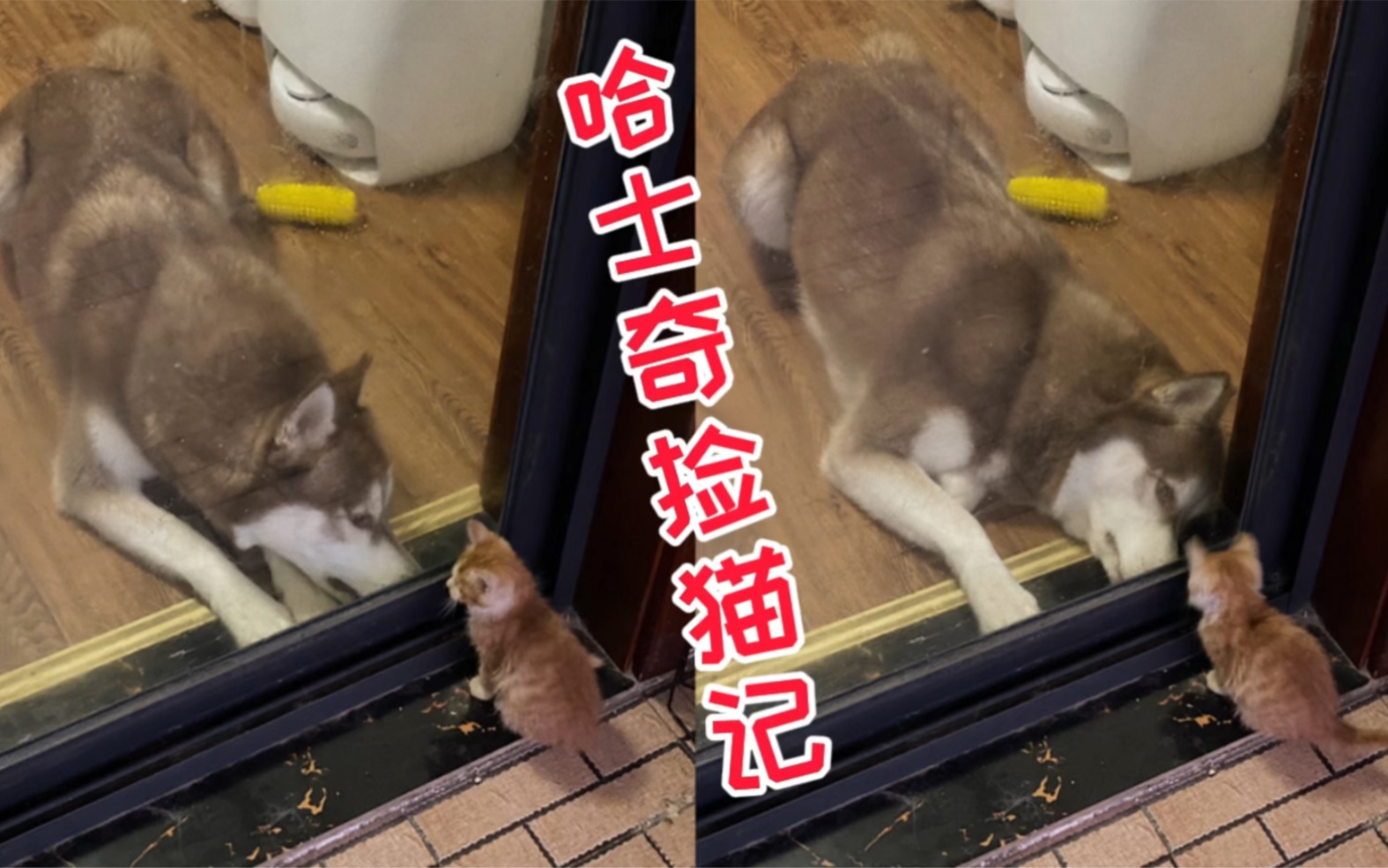 救命!我家二哈给我捡了只小奶猫回来哔哩哔哩bilibili