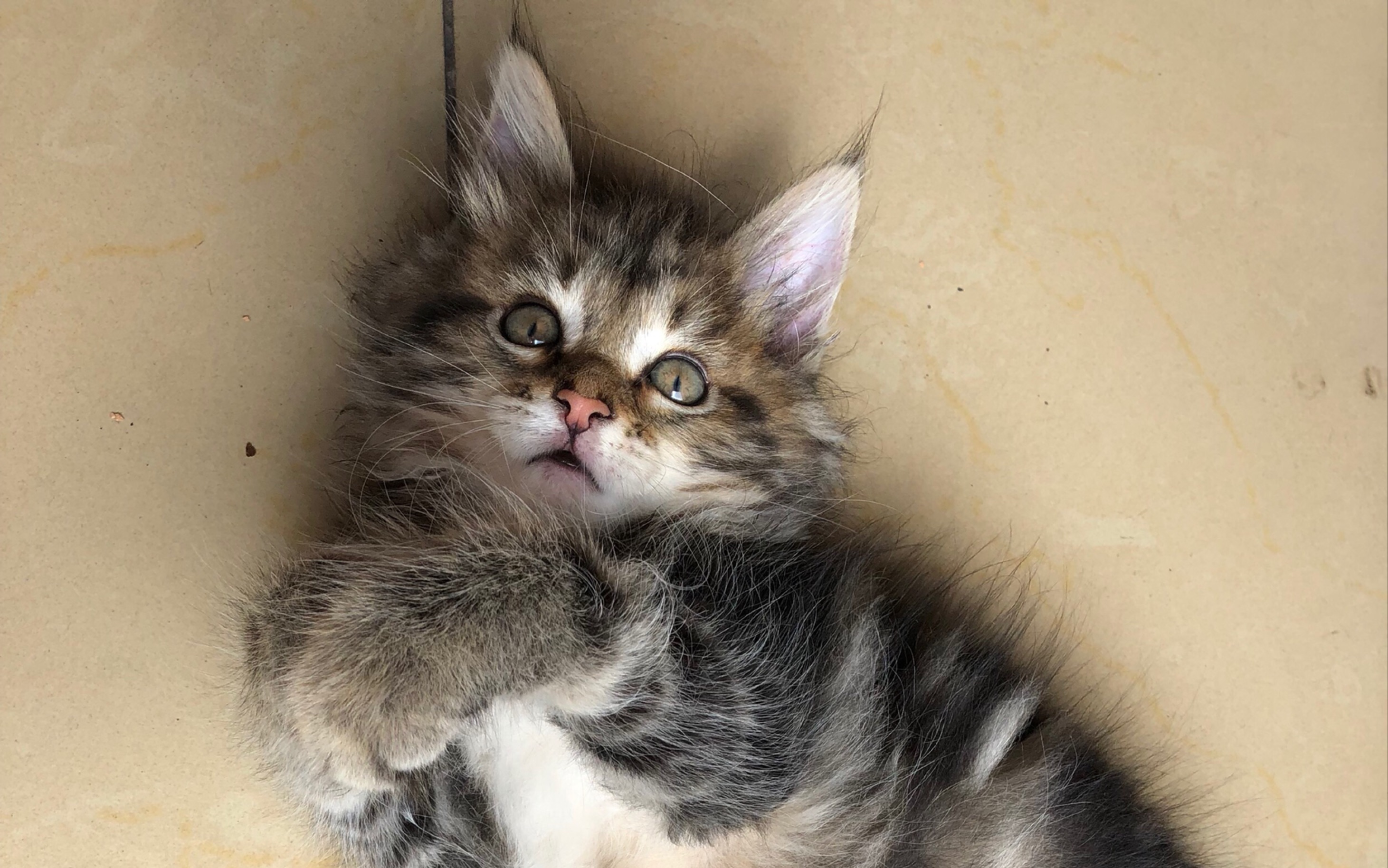 挪威森林猫和缅因猫的混血日常~(萌萌哒奶喵喵)( ˊˋ )