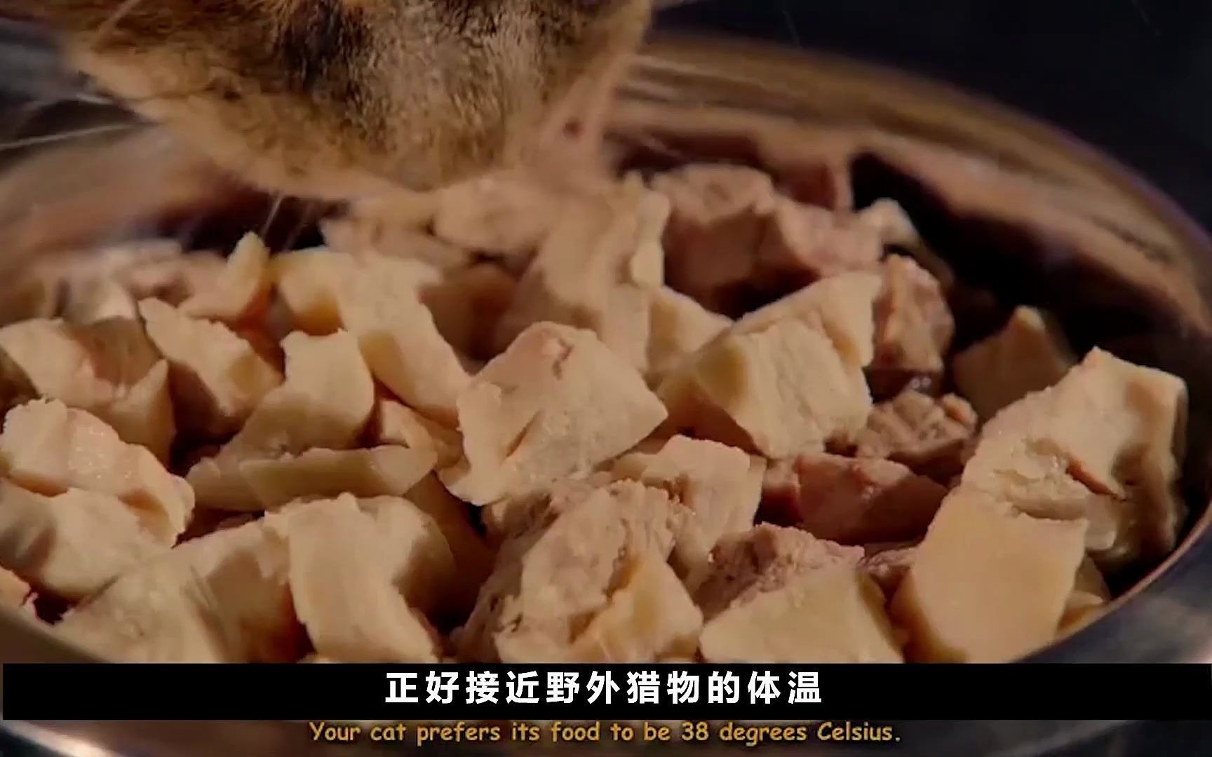 南非小伙和33只非洲狮生活在一起,每天"拿命吸猫"!纪录片