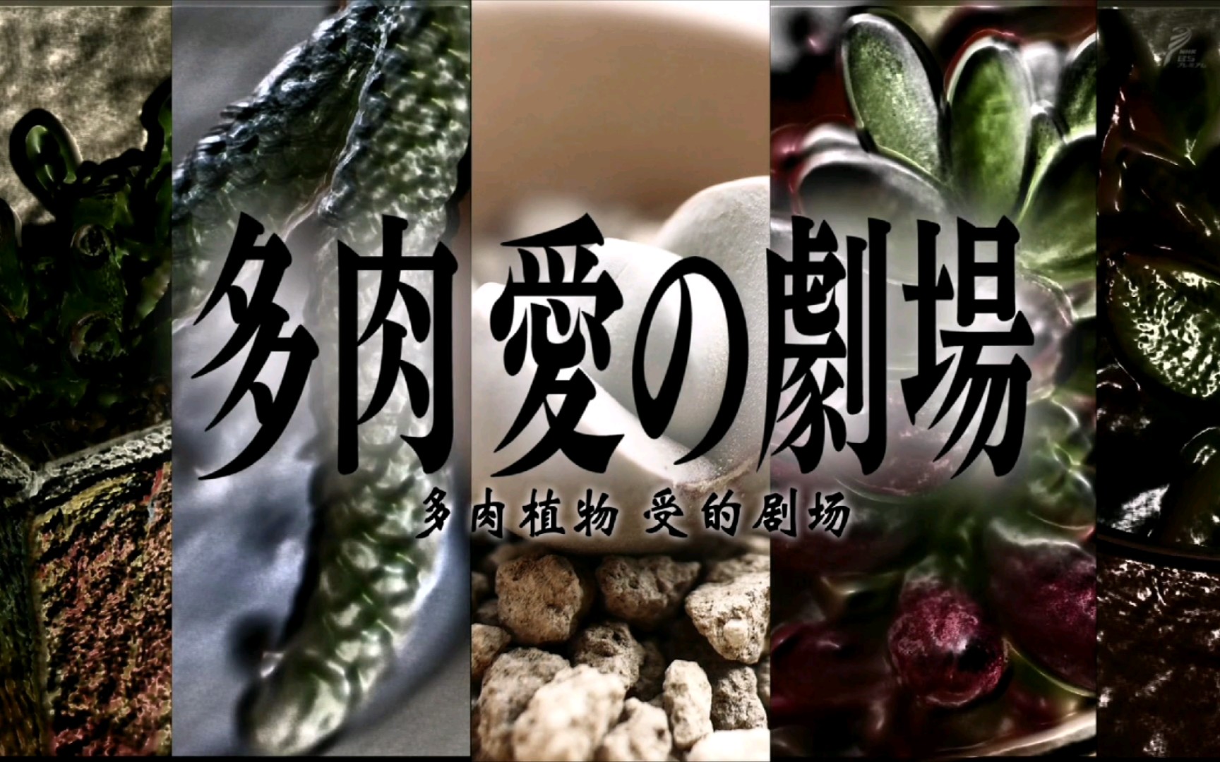 植物男子阳台星人 冬季特别篇 第二话 多肉剧场