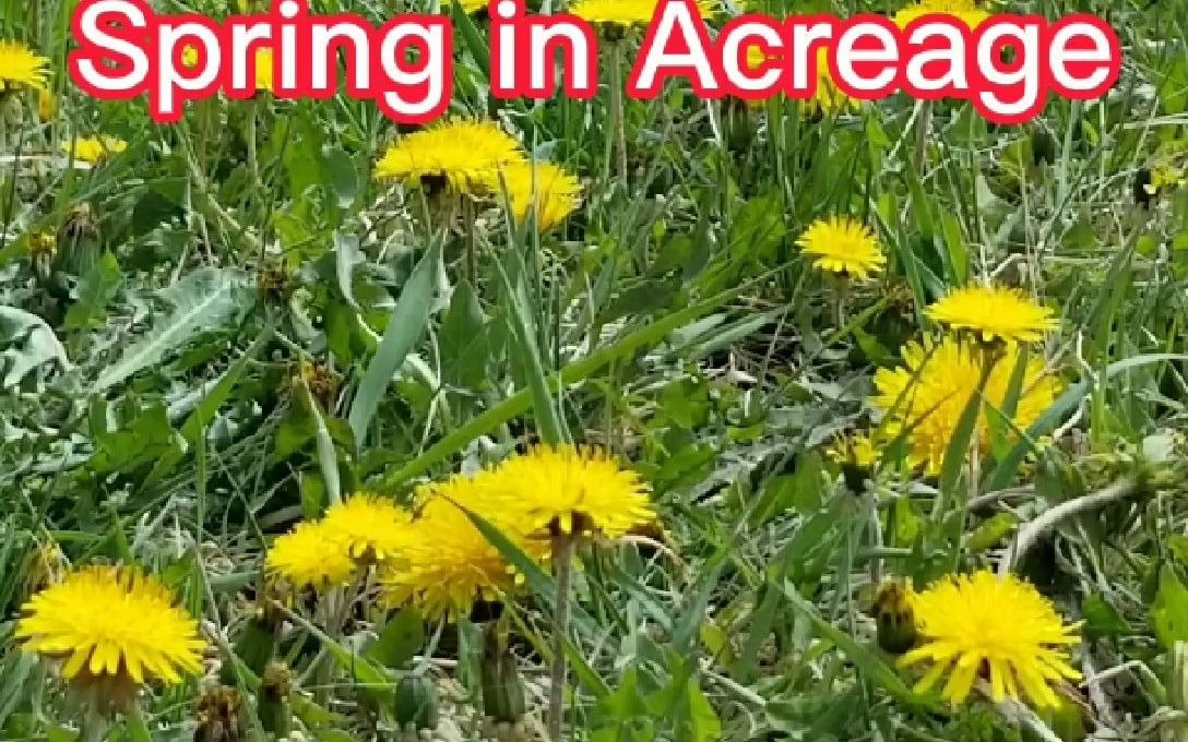 spring in acreage 春天的农场哔哩哔哩bilibili