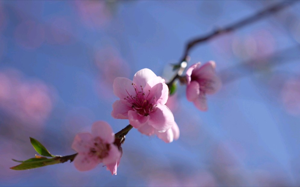 [图]“桃花春色暖先开，明媚谁人不看来”。一朵桃花唤醒了人间最美的时节，沐浴着和暖的阳光陆续绽放，美不胜收。#人类童年西盟佤部落#象往之地光影云南#咱们村里的新鲜事