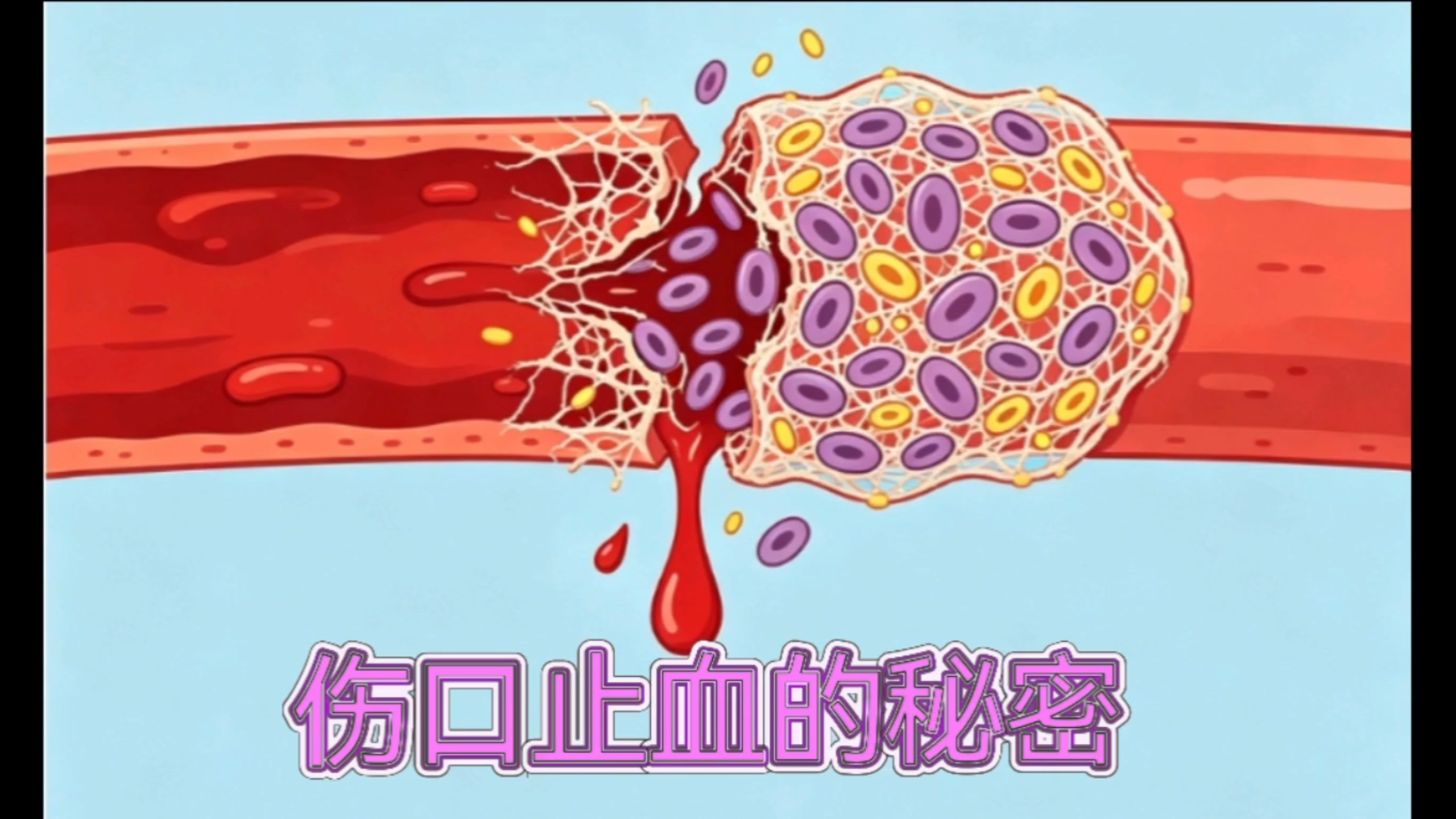 血管破损后，身体是如何自救止血的？你知道吗？