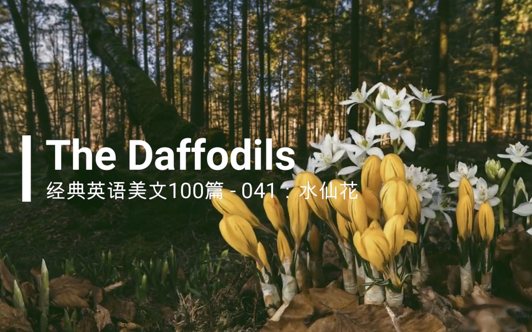 经典英文美文100篇之041:The Daffodils(水仙花)哔哩哔哩bilibili